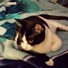 carolinestruve2 - @c.e.s.kitty222 - TikTok