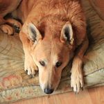 Stryker Anderson - @strykerthecarolina - Instagram