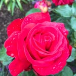 Carol Stuckey - @carol.stuckey49 - Instagram