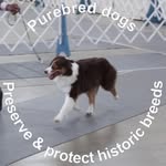 Carol Stuckey - @carolstuckeyaussies - Instagram