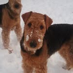 Carol Stull - @airedales1987 - Instagram