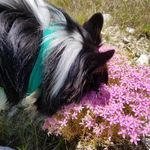 Carol Sturdevant - @carolcaresforpets - Instagram