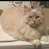 Carol Sturdy - @carol.sturdy5 - TikTok