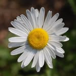 CarolSturmey - @carolsturmey - Instagram