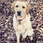 Carol Sturman - @cysturman - Instagram