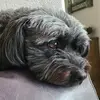 Carol Sullivan - @carol.sullivan75 - TikTok