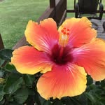 Carol Summerfield - @carolymae - Instagram