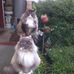 Carol Summerfield - Facebook