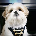 Carol Sung - @carol1handygirl - Instagram