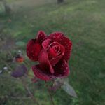 Carolinaa - @carol_superfootage - Instagram