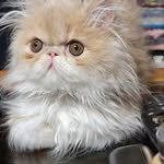 Carol Brunquell Sutcliffe - @brunquellsutcliffe - Instagram