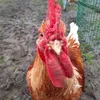 Caroline Ann Sutc476 - @carolineannsutcliffe - TikTok