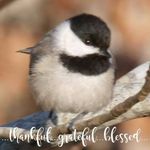 Carolyn Tadlock Stinson - @bamablessings - Instagram