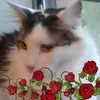 carolyntadlock - @carolyntadlock - TikTok