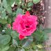 Carol Tait - Facebook