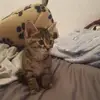 caroletalbot - @caroletalbot - TikTok