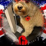 Carole Tasker - @carole.tasker.5 - Instagram