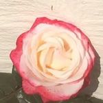 Carol Townsend - @caroltownsend6632 - Instagram