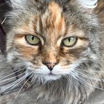 Carol Trapp - @trapp6880 - Instagram