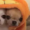 carol_umbrella👁👄👁 - @carolrdgbel - TikTok