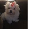 sem nome  - @carol.waldow - TikTok