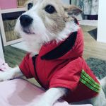 Carol Westrick - @ejgasehundol704 - Instagram