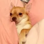 Carol Whitehead - @carolwhitehead186 - Instagram