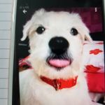 Carol Wicks - @wicks7678 - Instagram
