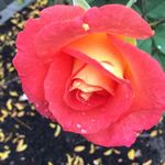 Carol Widmer - @cawidmer - Instagram
