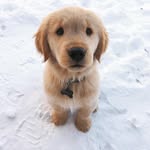 Carol Willis - @carolwillis321 - Instagram