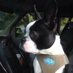 Carol Yard - @carol.yard - Instagram