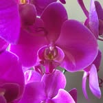 Orchidyard@gmail.com - @yard.carol - Instagram