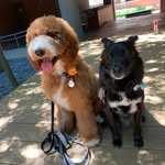 Carol & Bear - @carol.yeh.0715 - Instagram