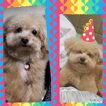 Carol Yip - @singsing0904 - Instagram