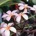 Carolann Fletcher - Facebook