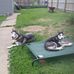 Carolann Thomas - Facebook