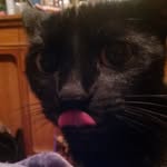 CarolAnne Brown - @carol_cat_lady10301 - Instagram