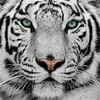 Carol Anne Moore - @carol.anne.moore - TikTok