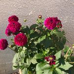 Carole Addison - @addisoncarole - Instagram