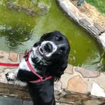 Carole Agee - @cagee_chickens - Instagram