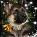 Carole Amos - Facebook