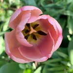 Carole Bailey - @carolebailey60 - Instagram