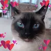 carolebaker - @bakermom0 - TikTok