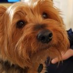 carole bates - @carolebates29 - Instagram