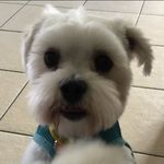 In My Life - Me n Lilly - @carolebutt - Instagram