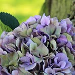 Carole Cox - Facebook