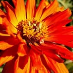 Carole Crist - @crist__carol - Instagram