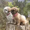 caroledixon1 - @caroledeee - TikTok