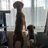 caroledevine79 - @caroledevine79 - TikTok