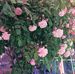 Carole Devos - Facebook